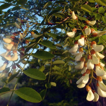 Boutons de fleurs de robinier (faux acacia)